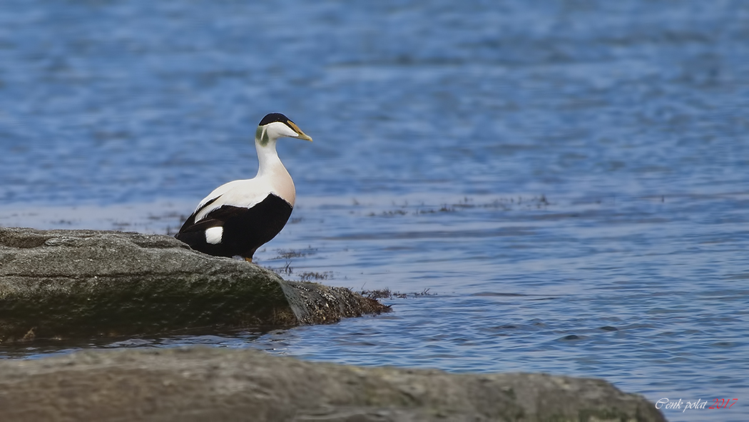 Common Eider